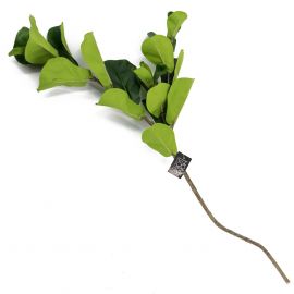 Decoratietak ficus groene bladeren