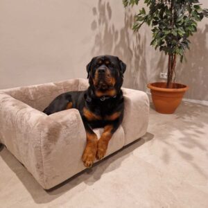 Hondenmand Cats en Dogs met luxe stof