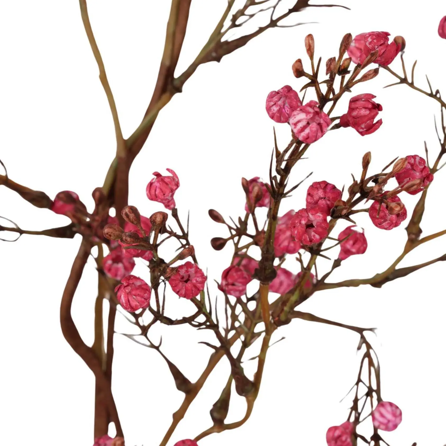 Detailopname van bordeauxroze gipsknopjes op de 95 cm lange Gypsophila kunsttak