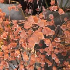 Kunstbloem klokjesbloem 100 cm oranje perzik met delicate klokvormige bloempjes